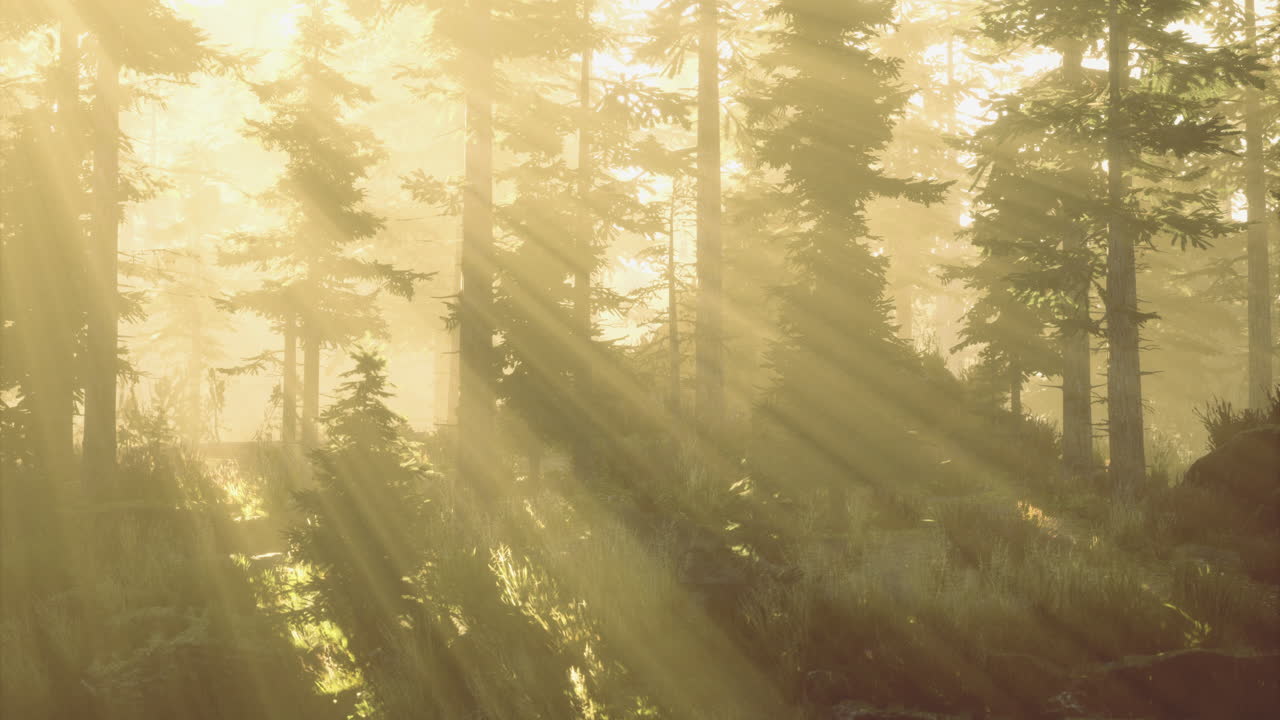 Mysterious forest illuminated by golden sunlight during serene morning hours