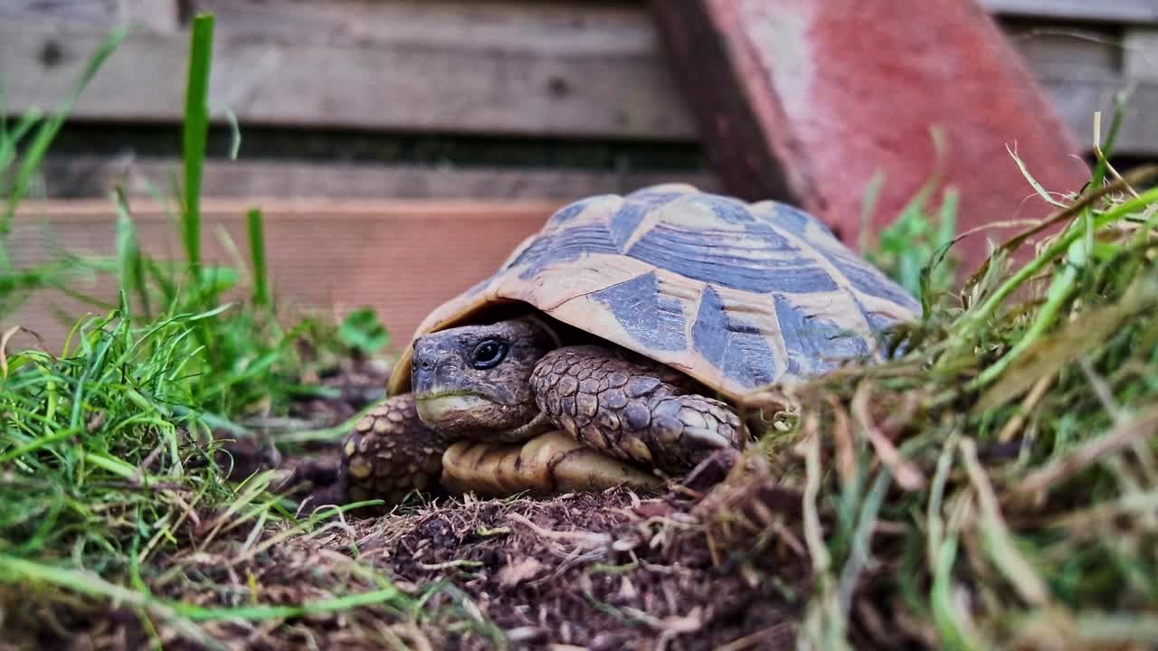 Close up of a terrestrial tortoise or Tortue d'Hermann resting on the ground in a garden, showing its shell and head in detail