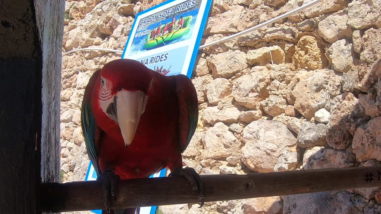 Cute parrot swinging its head with its colorful feathers and beautiful eyes.