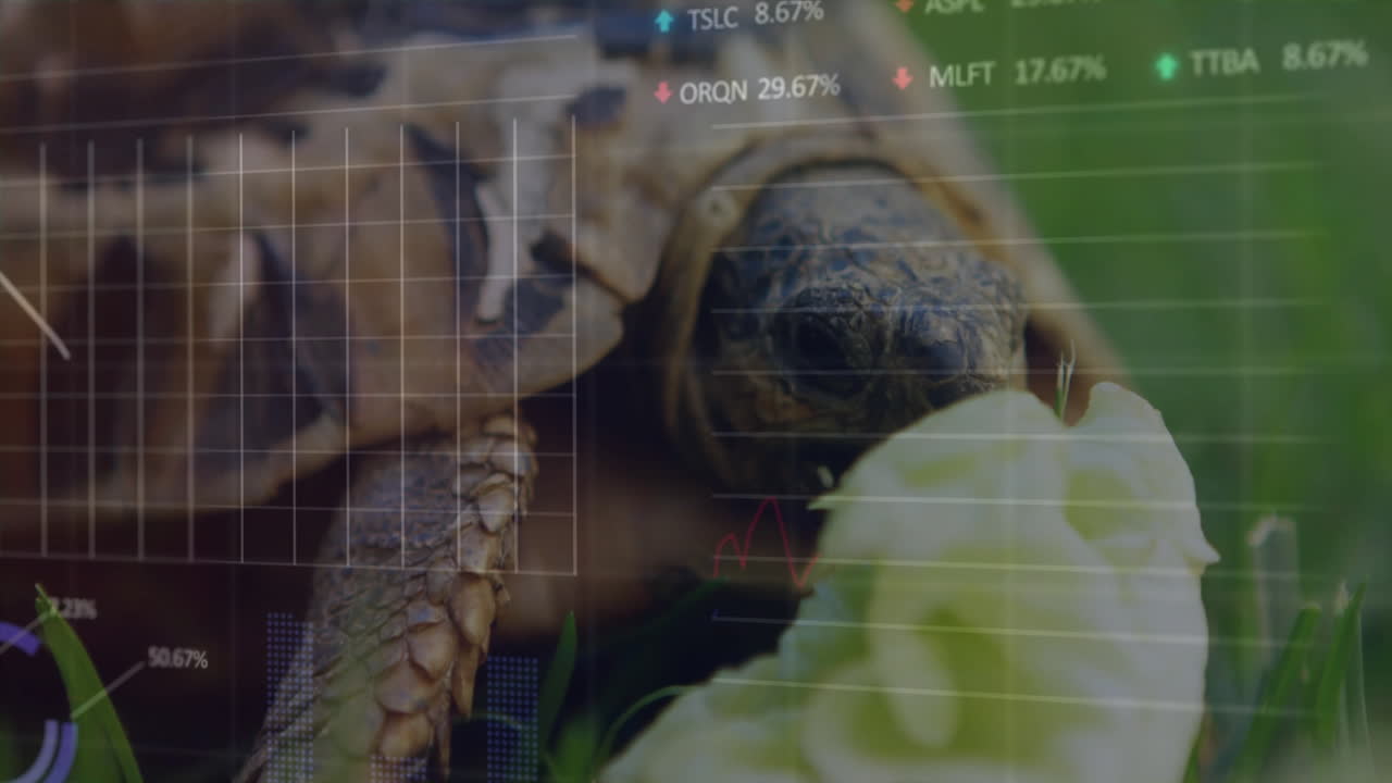 Stock market data animation over close-up of tortoise eating lettuce