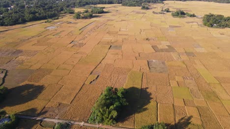 Panoramic-aerial-view-of-rice-paddy-fields,-Bangladesh