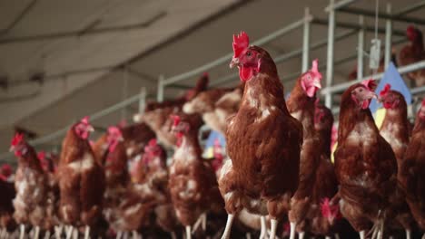 close up view of brown chickens standing on floor at poultry farm. low angle