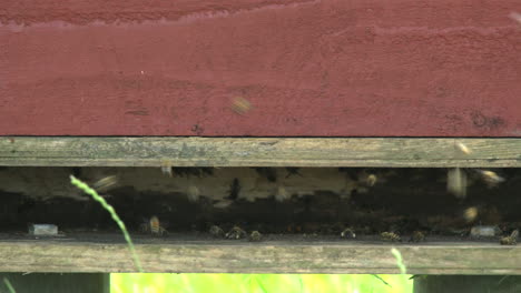 muchas abejas vuelan dentro y fuera de una colmena