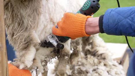 farmer cuts the sheep wool