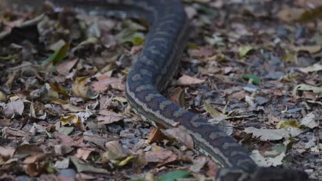 a python moving through leaf litter