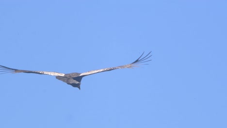 adult andean condor going away gliding in the clean blue sky with wings not flapping