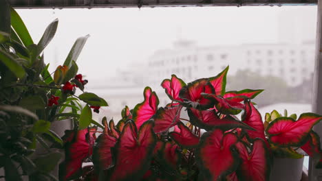 Starker-Regen-Vor-Dem-Gartenbalkon-Mit-Caladium-Danasty-Pflanze,-Aprikosenblüten-Und-Anderen-Pflanzen