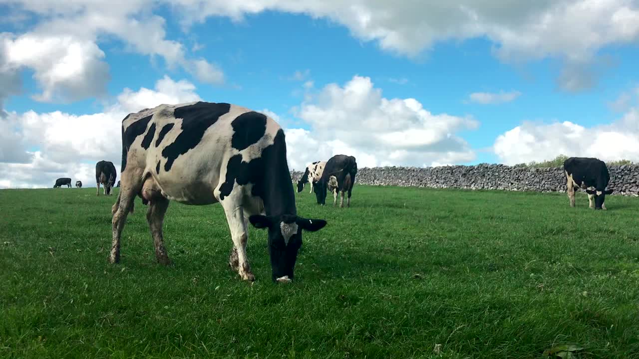 vacas pastando en un campo verde de hierba con un cielo azul