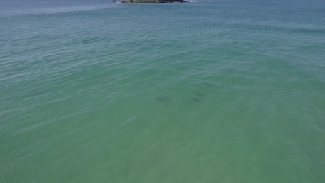 Scenic-View-Of-Bottlenose-Dolphins-Swimming-Underwater-Near-Cook-Island-In-New-South-Wales,-Australia