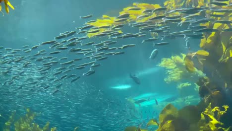 california kelp forest