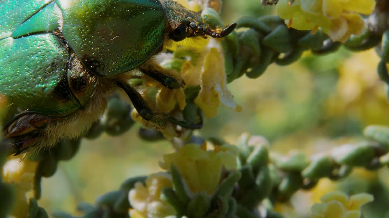 un primerísimo plano por encima del escarabajo cubierto de ala metálica verde comiendo flor de planta