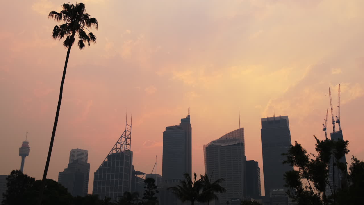 Panorámica ascendente de la silueta del horizonte de la ciudad de Sídney al atardecer, con una palmera.