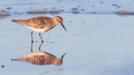 Sanderling-with-molting-adult-plumage-feeding-on-the-beach-from-the-sand-as-wave-approaches-at-puerto-madryn