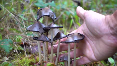 inky cap mushroom