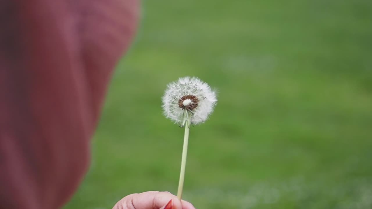 Person holding a dandelion