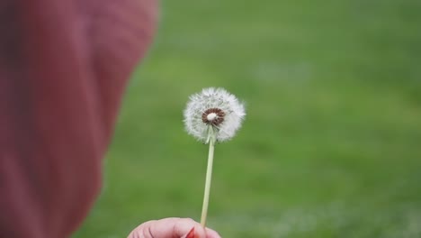 person holding a dandelion