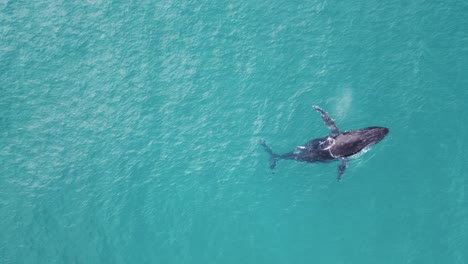 whale emerges from the ocean depths to breath before playfully rolling underwater