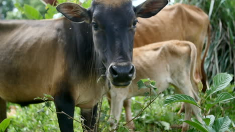vacas en un pueblo mondolkiri en camboya