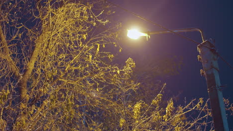 bare tree branches under soft golden streetlight glow, highlighting a peaceful, wintry scene with dark background, autumn leaves still cling to branches