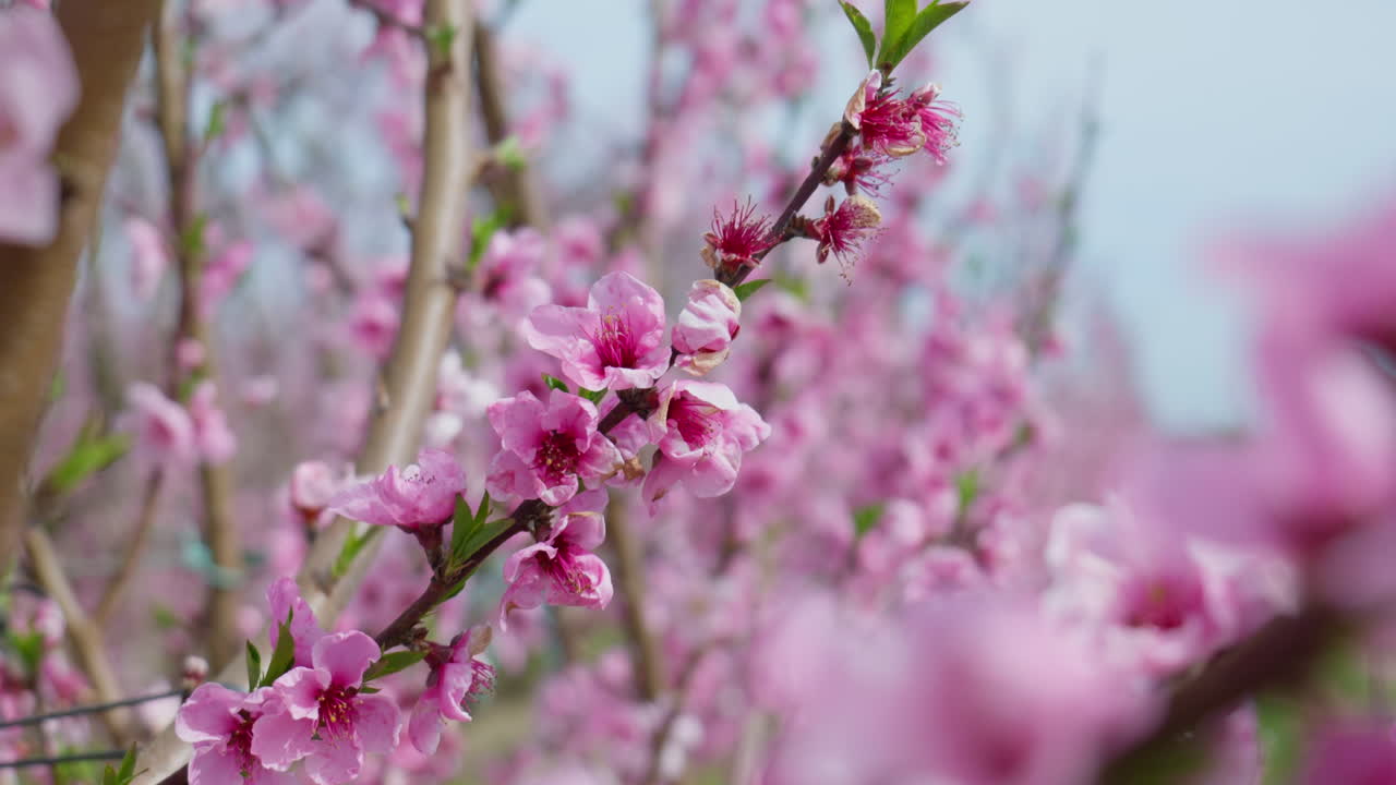 Close Up of Peach Blossoms Swaying Under Clear Spring Skies