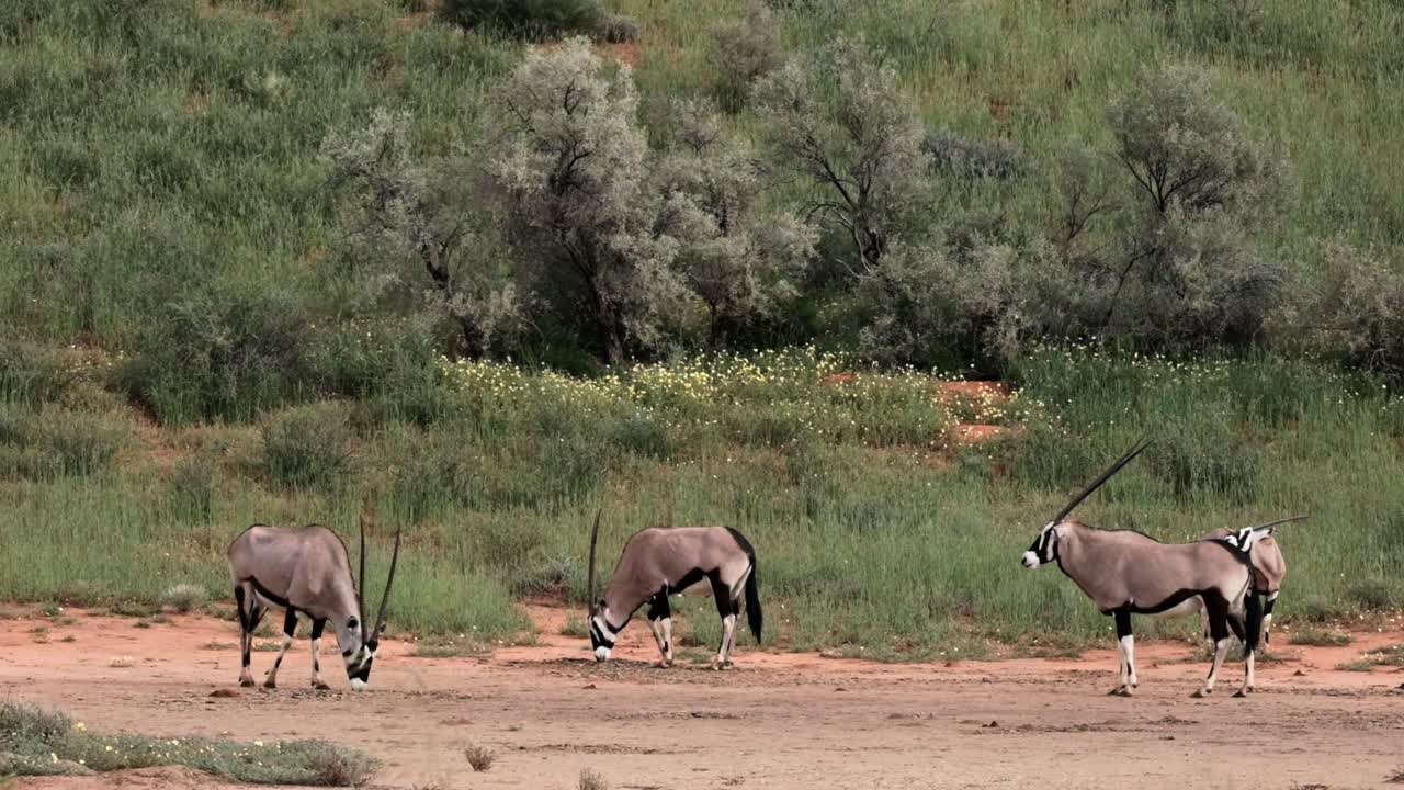Gemsbok graze in the Kalahari national park after the rains