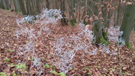 branches with ice covered spider webs moving in the wind