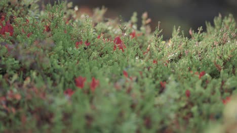 Miniaturpflanzen,-Sträucher,-Gras-Und-Flechten-Im-Herbstlichen-Tundra-Unterholz,-Zeitlupen-Parallax-Video,-Bokeh-Hintergrund