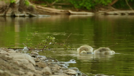 Kleine-Süße-Babys-Von-Kanadagans,-Gänse-Schwimmen-Im-Wasser-In-Einem-Teich-In-Der-Natur-Herum