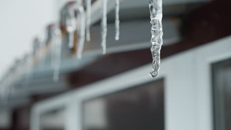 close-up of house metal roof edge with long icicles melting and dripping water droplets, highlighting intricate frozen structures against blurred background