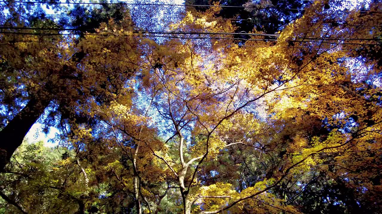 Mount Takao Day Trip: Explore Tokyo's Favorite Mountain