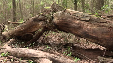 fallen tree trunk in the middle of decaying forest