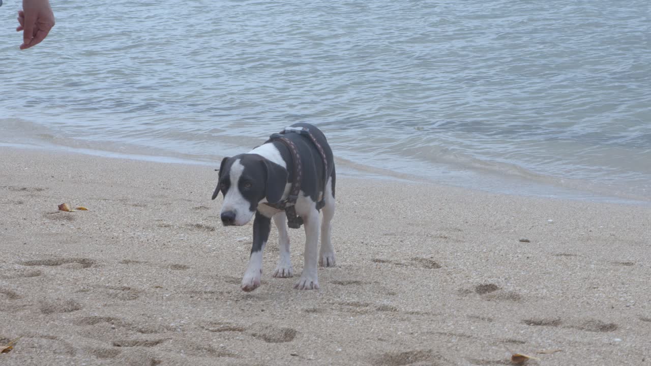 un perro vestido con un cinturón está siguiendo a su amo y caminando en la arena en una playa durante el día