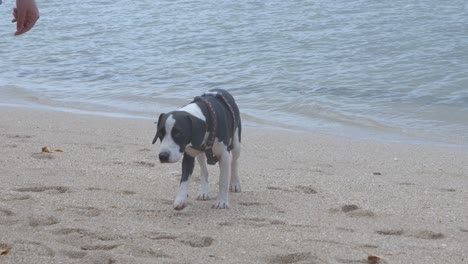 a-dog-dressed-with-a-belt-is-following-his-master-and-walking-in-the-sand-on-a-beach-during-the-day