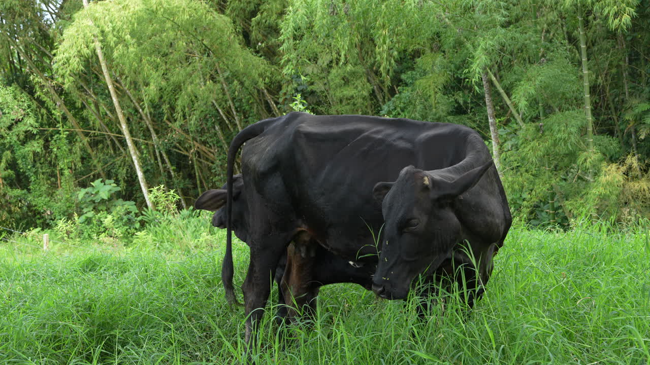 Gambar close-up sapi hitam yang merumput di padang rumput hijau yang subur. Sinar matahari menyaring melalui bambu di sekitarnya, menyoroti detail pada bulunya. Suasana pedesaan yang tenang.