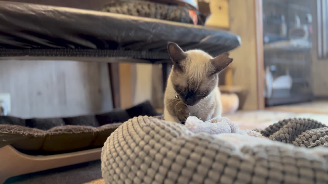 Adorabile gatto siamese che si lecca la zampa