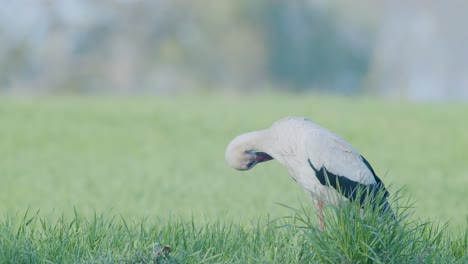 Weißstorch-Geht-Spazieren-Und-Sammelt-Trockenes-Gras-Für-Sein-Nest