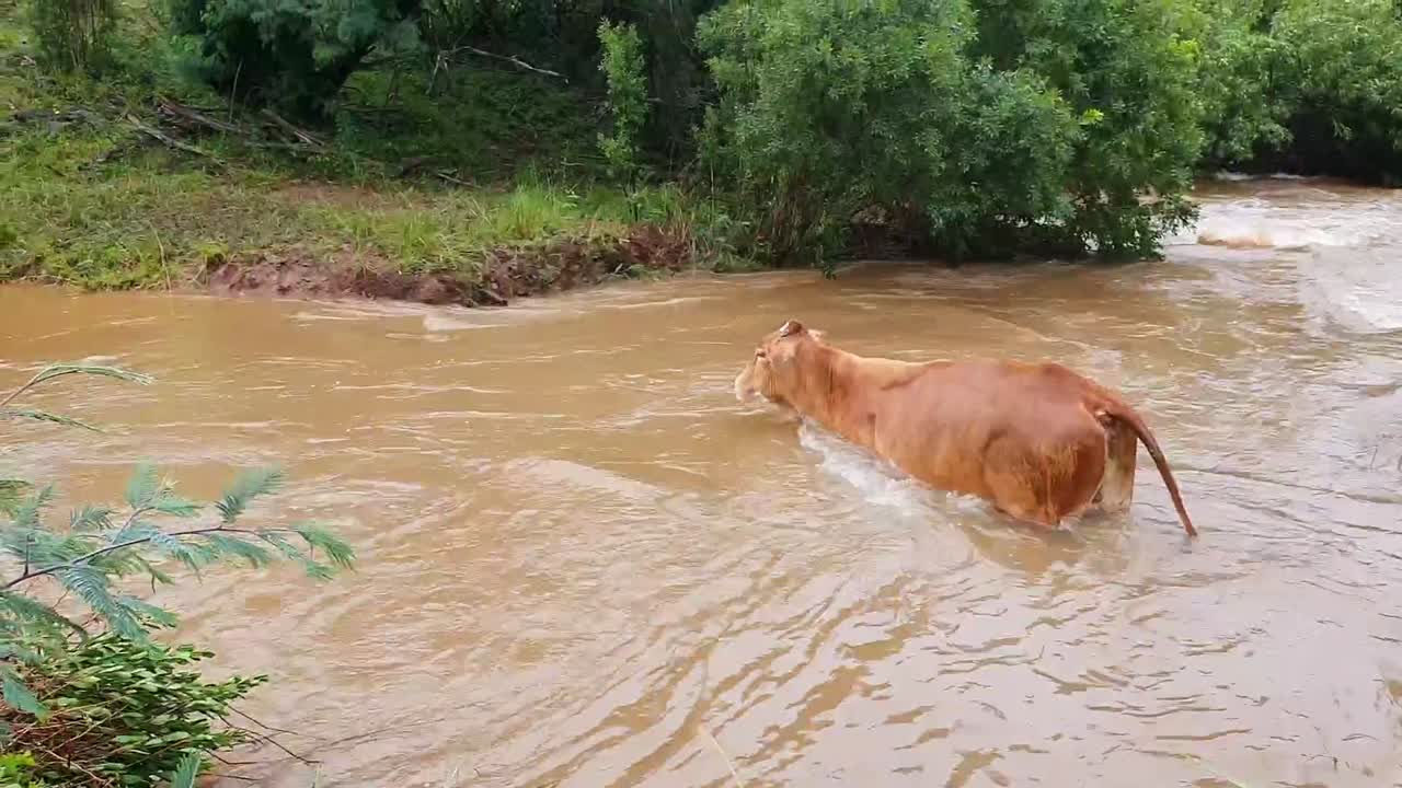 Cow wading through a flooded river