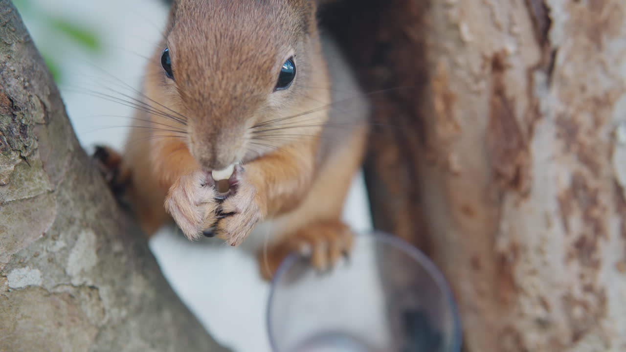 간식을 들고 나무 가지 사이에서 먹는 다람쥐