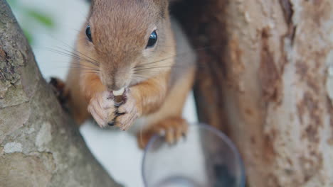 ardilla sosteniendo bocadillos y comiendo entre las ramas de un árbol