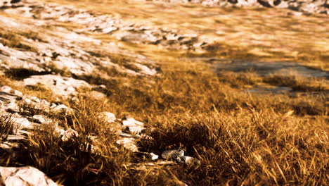 grassland on mountains in autumn