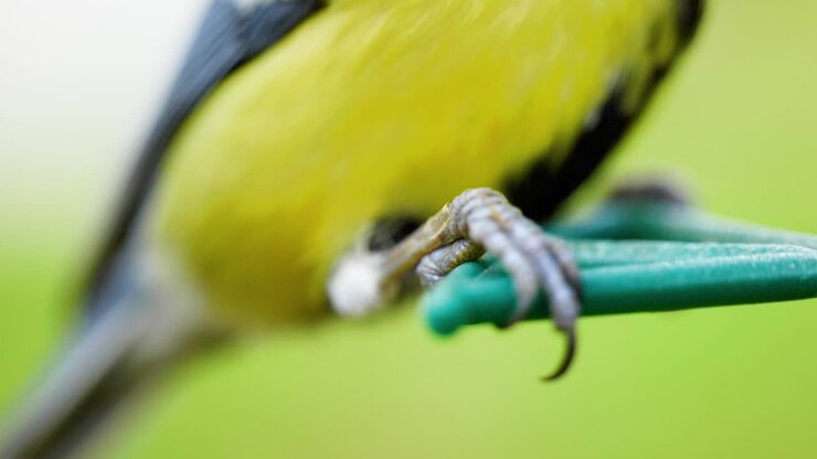 HD Super slow motion cinematic macro shot of a bird's feet and legs on a bird feeder