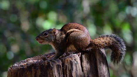 the indochinese ground squirrel is commonly found in thailand just about anywhere it can thrive