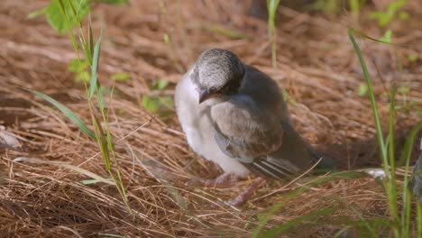 Close-up-of-Sleepy-Azure-winged-Magpie-Chick-in-Sunlight-on-the-Ground-Covered-in-Fallen-Pine-Needles---profile-view