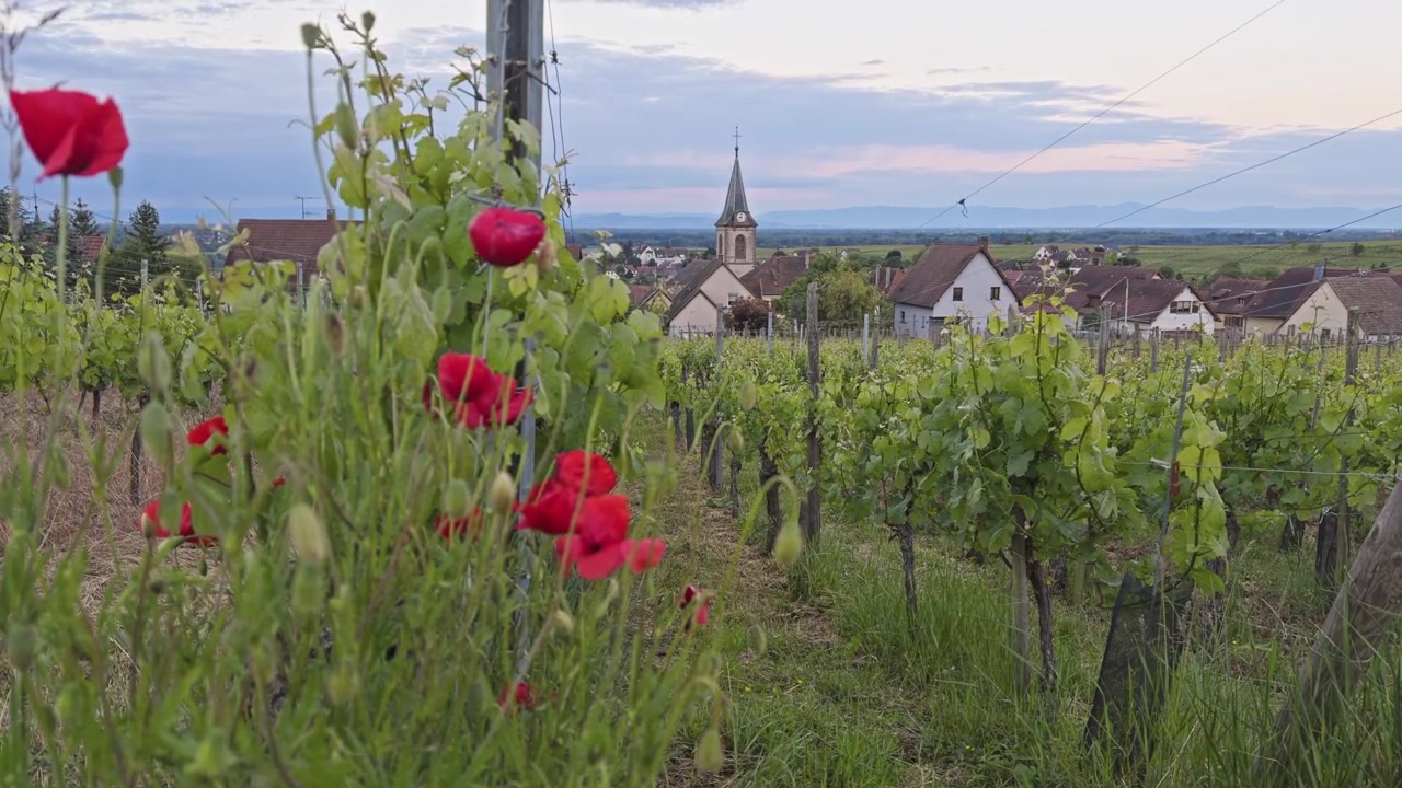 Coquelicots rouges en fleurs dans des rangées de vignes surplombant une église de village français au crépuscule.