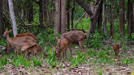 El-Ciervo-Del-Campo-Es-Una-Especie-En-Peligro-De-Extinción-Debido-A-La-Pérdida-De-Hábitat-Y-La-Caza