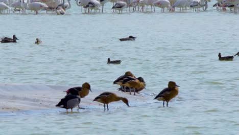 A-group-of-young-Gadwall-Ducks-sleeping-at-the-banks-of-the-lake-in-Al-Quadra,-Dubai,-United-Arab-Emirates