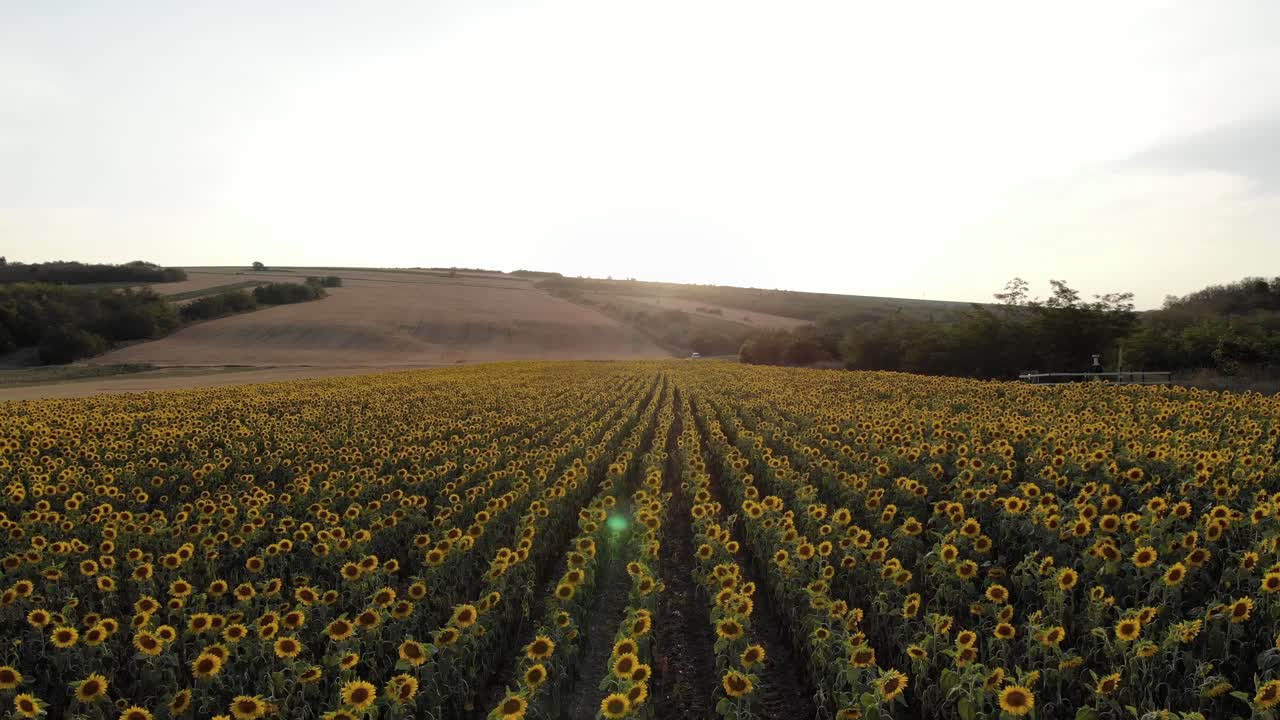 vuelo sobre campos de girasoles en flor durante el amanecer
