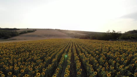 Vuelo-Sobre-Campos-De-Girasoles-En-Flor-Durante-El-Amanecer