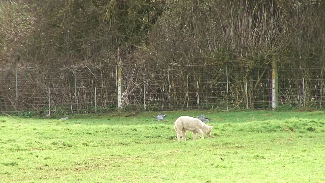 비둘기가 배경에서 먹이를 주는 동안 영국의 한 들판에서 풀을 뜯고 있는 봄 어린 양
