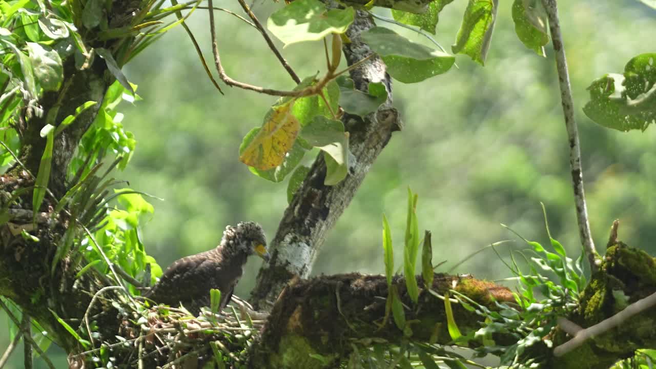 A Crested Serpent Eagle perched on a tree branch in a lush tropical forest, surrounded by greenery and epiphytes
